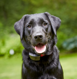 DogWatch of the Blue Ridge Mountains, Old Fort, North Carolina | ProFenceX Contact Us Image