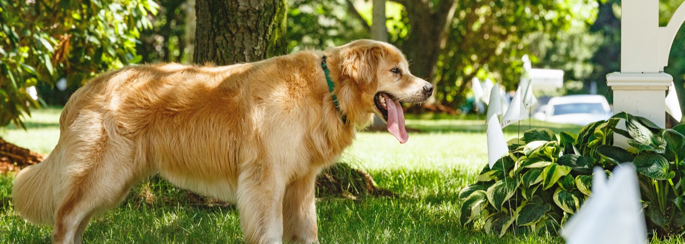 DogWatch of the Blue Ridge Mountains, Old Fort, North Carolina | Outdoor Hidden Dog Fences Slider Image