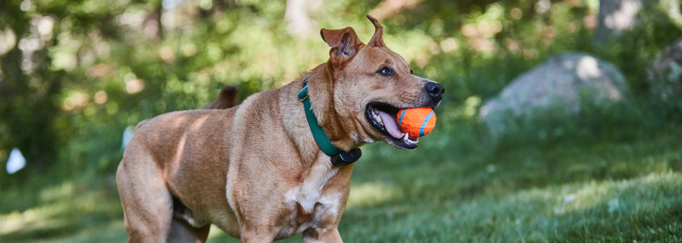 DogWatch of the Blue Ridge Mountains, Old Fort, North Carolina | ProFenceX Slider Image